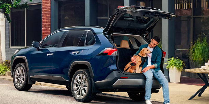 A man and his dog sitting in the back of a blue 2019 Toyota RAV4 in Saint Louis, MO.